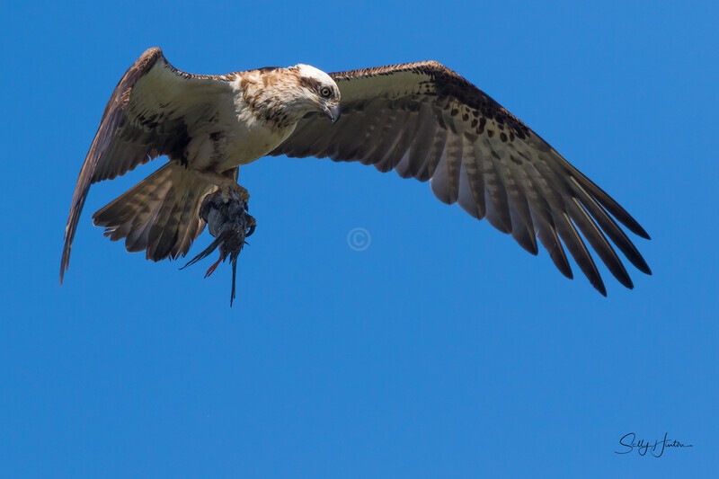 0A3A4563 Mum fishing 3 - Osprey