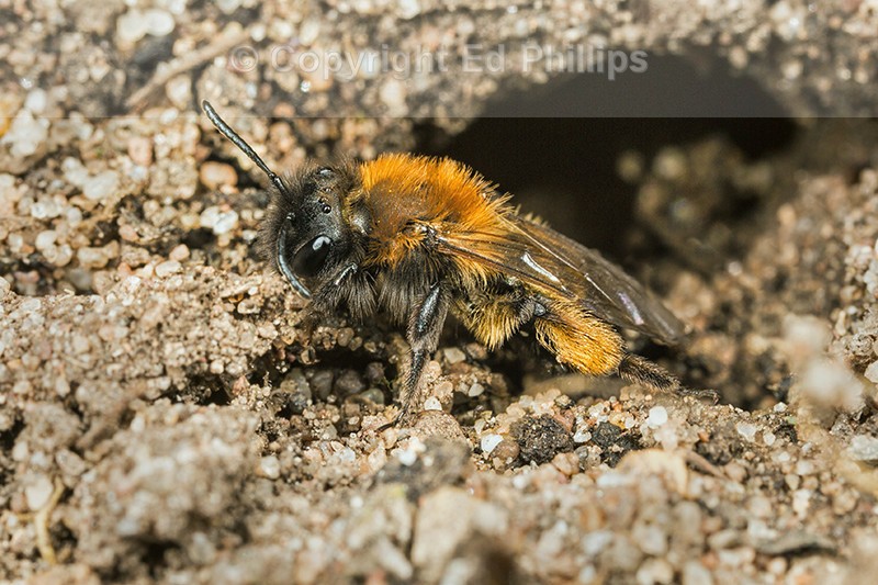 Andrena bicolor (f)
