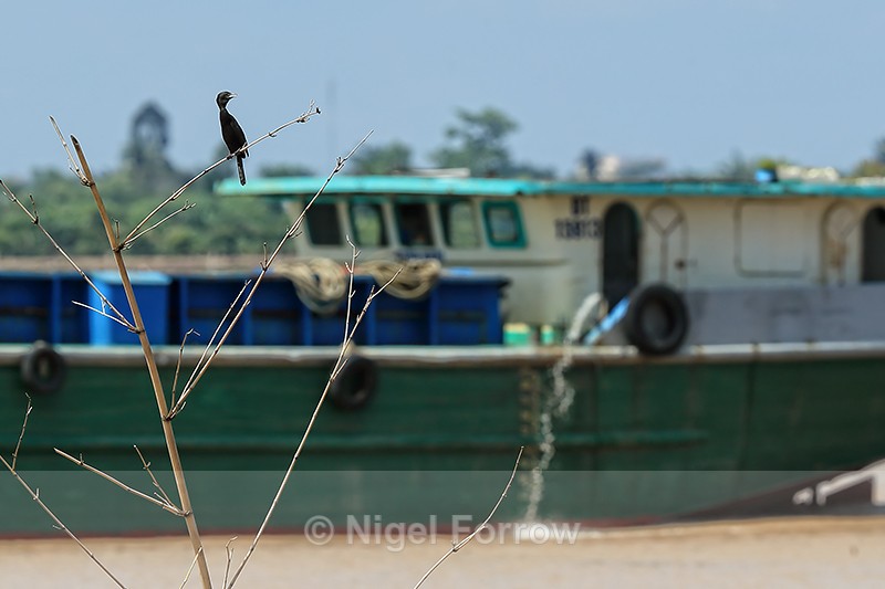 Little Cormorant, Mekong River, Vietnam - Little Cormorant