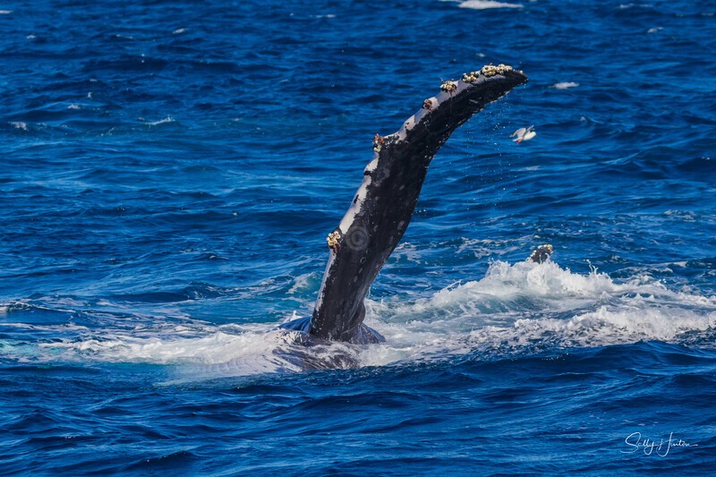 Humpback Pectal Wave. 0A3A2911 - 2025 Whales