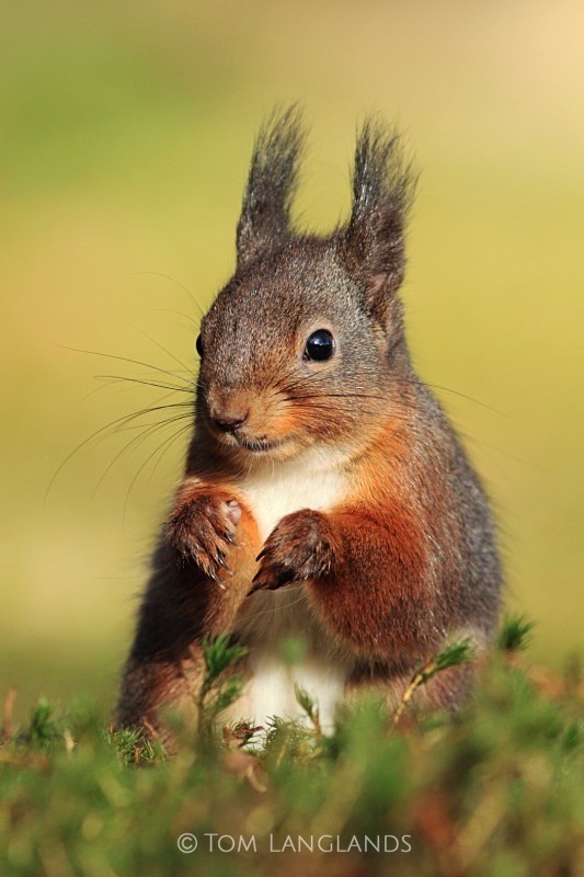 Red Squirrel - Red Squirrels