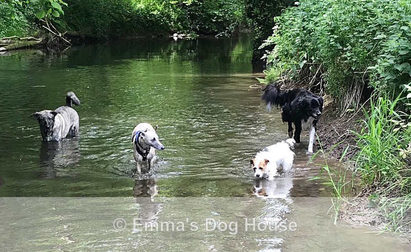  - Dogs