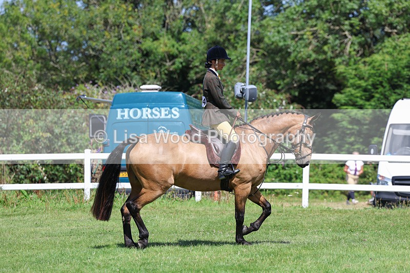 3E7A8941 - Class 6: Open Working Horse