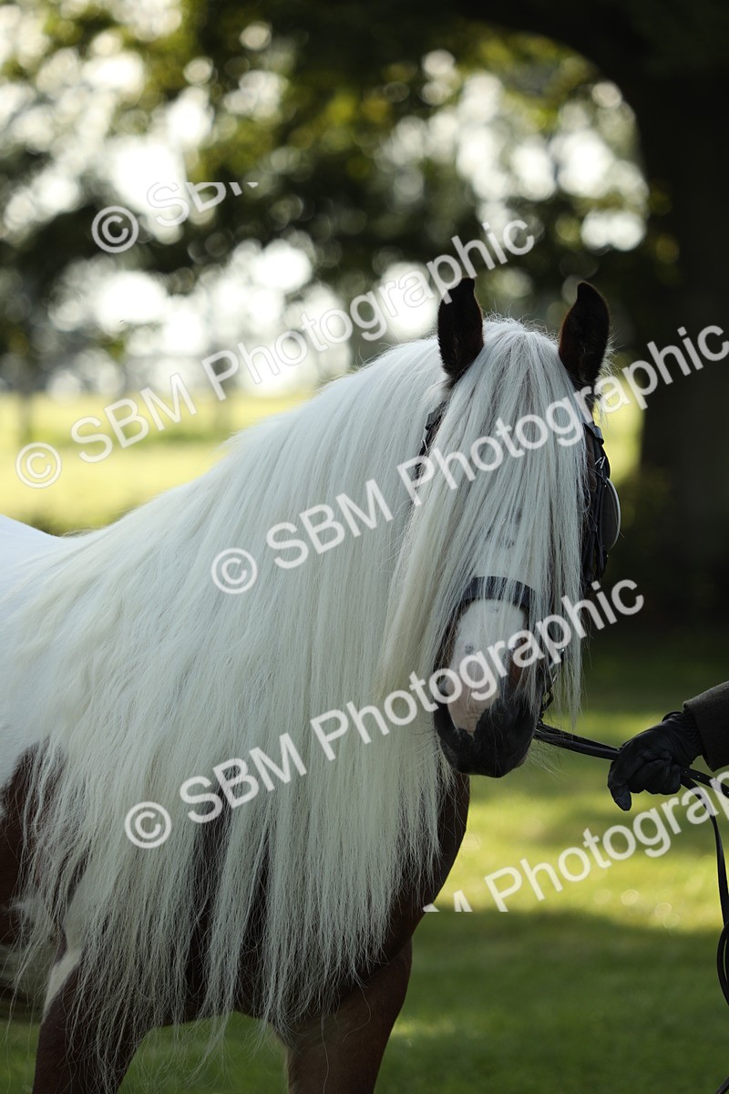 SBM_60918 - S43 - Coloured Pony In Hand