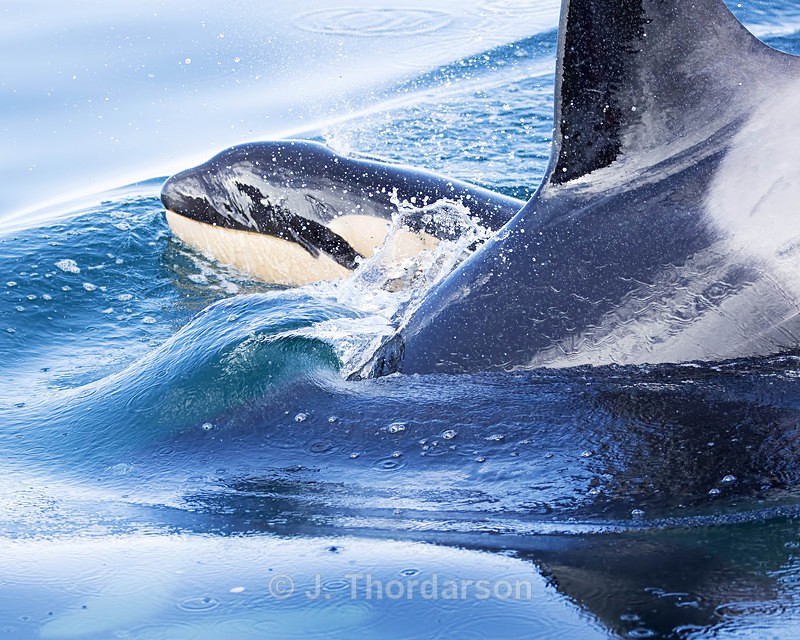  - Orca