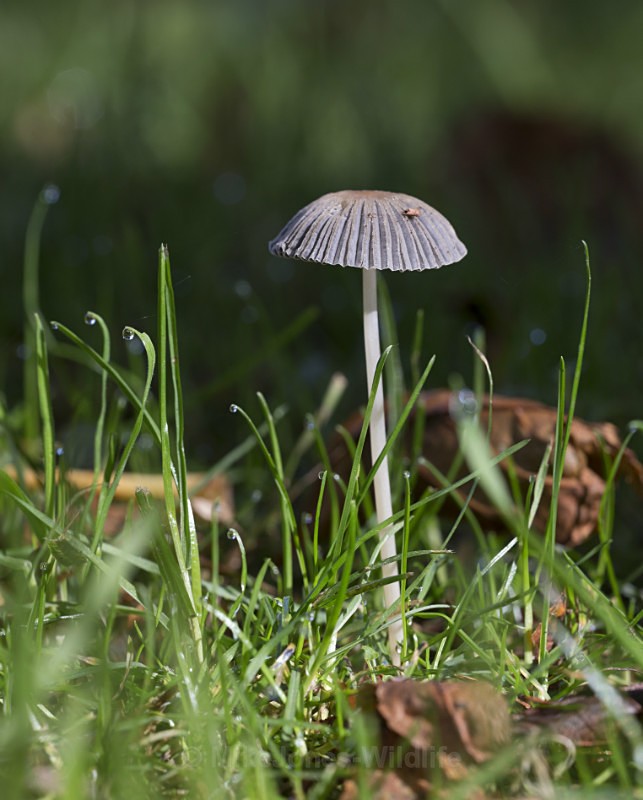 Fungi at Cholmondeley Castle, Cheshire - FUNGI (MUSHROOM) IMAGES