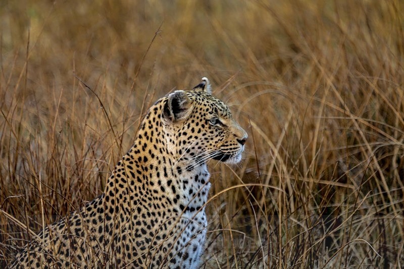 Wary Leopard - Botswana Wildlife