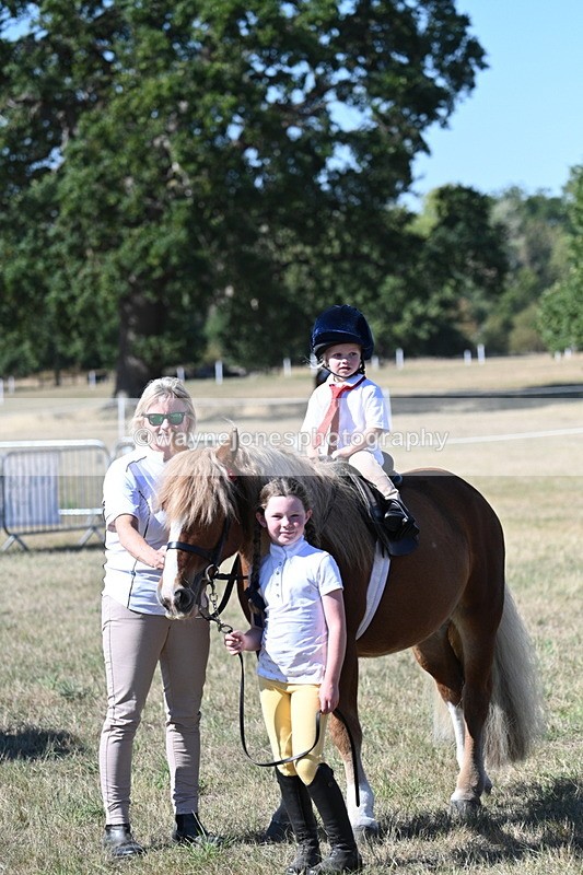 WJ7_1639 - Class 42 Most Handsome Gelding