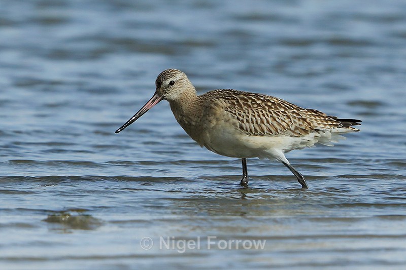 Bar-tailed Godwit (Juvenile) wading in the lagoon on Brownsea Island - Bar-tailed Godwit