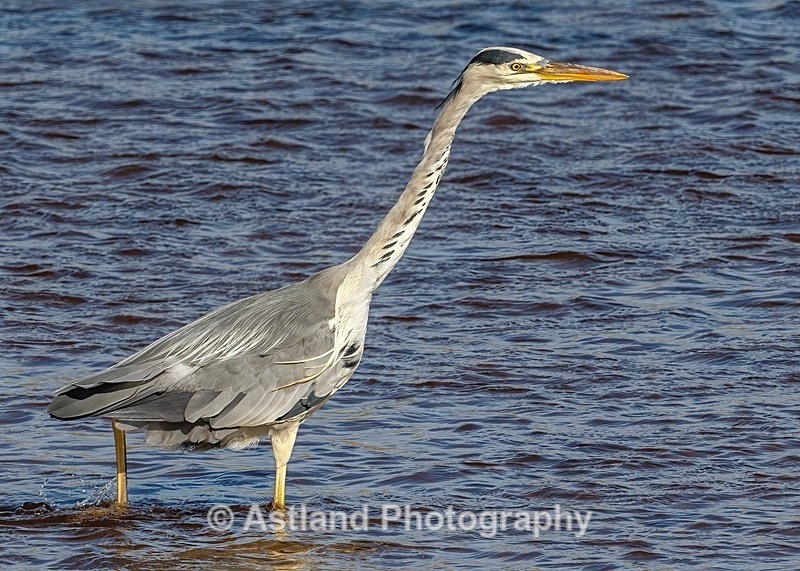 Astland Photography, Bird and Wildlife Images, Susan and Peter Wilson, U.K.