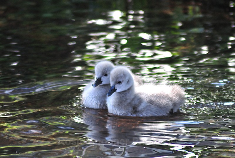 Cute cygnets - Dawlish and Black Swans