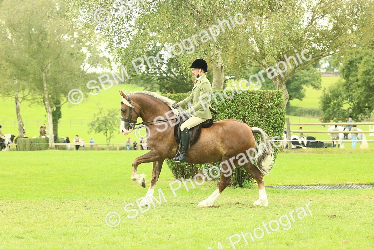 SBM_72097 - S60 - Mountain & Moorland Ridden Large Breeds
