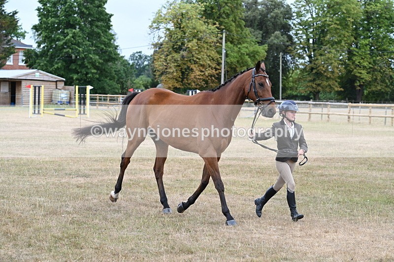 WJ7_9989 - Class 5a Most Handsome Gelding (above 14.2hh)