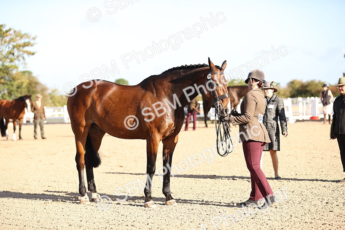 SBM_08377 - Class 401 - IH Veteran Horse