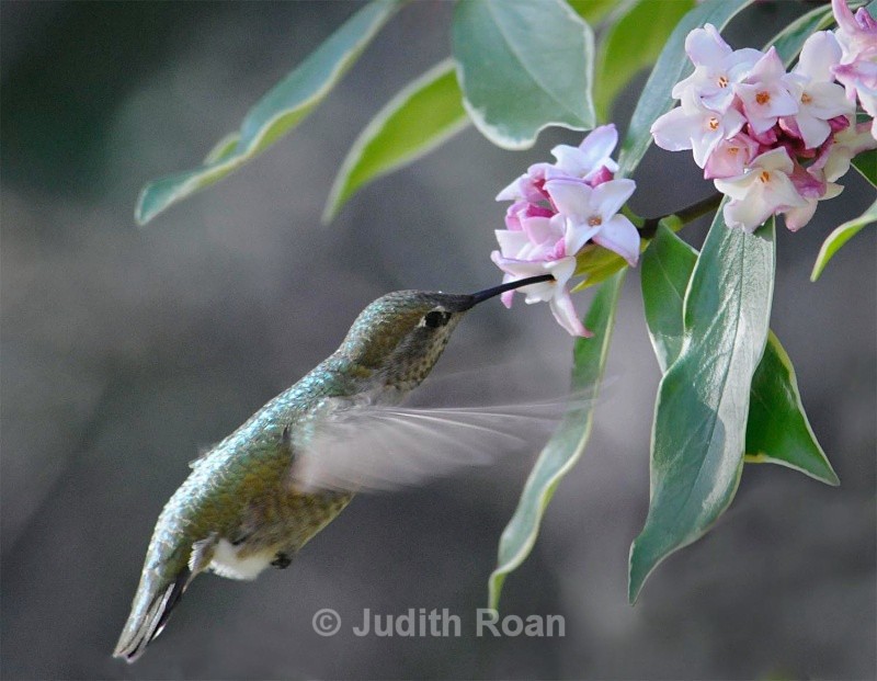 Anna's Hummingbird on Daphne - Backyard Birds of Mercer Island