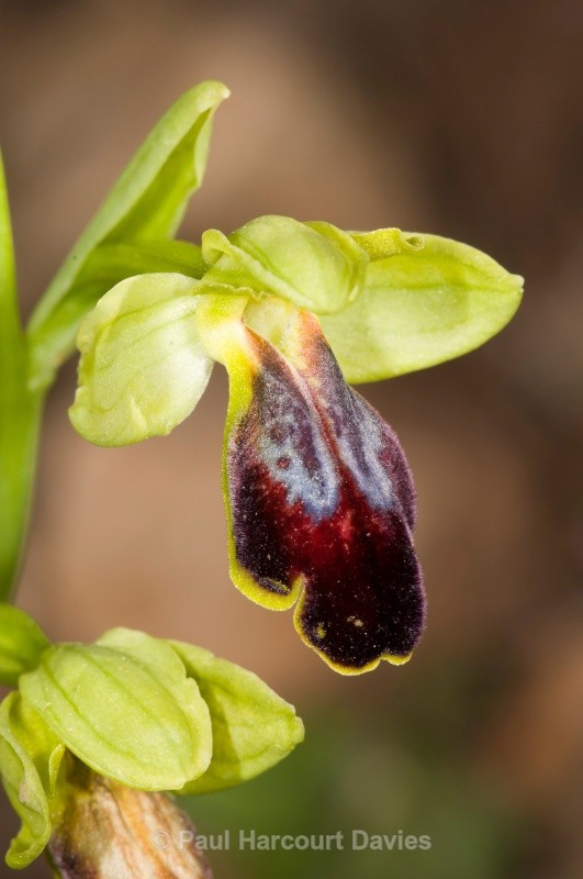 Dull ophrys (Ophrys fusca ssp fusca) - Orchids - Ophrys