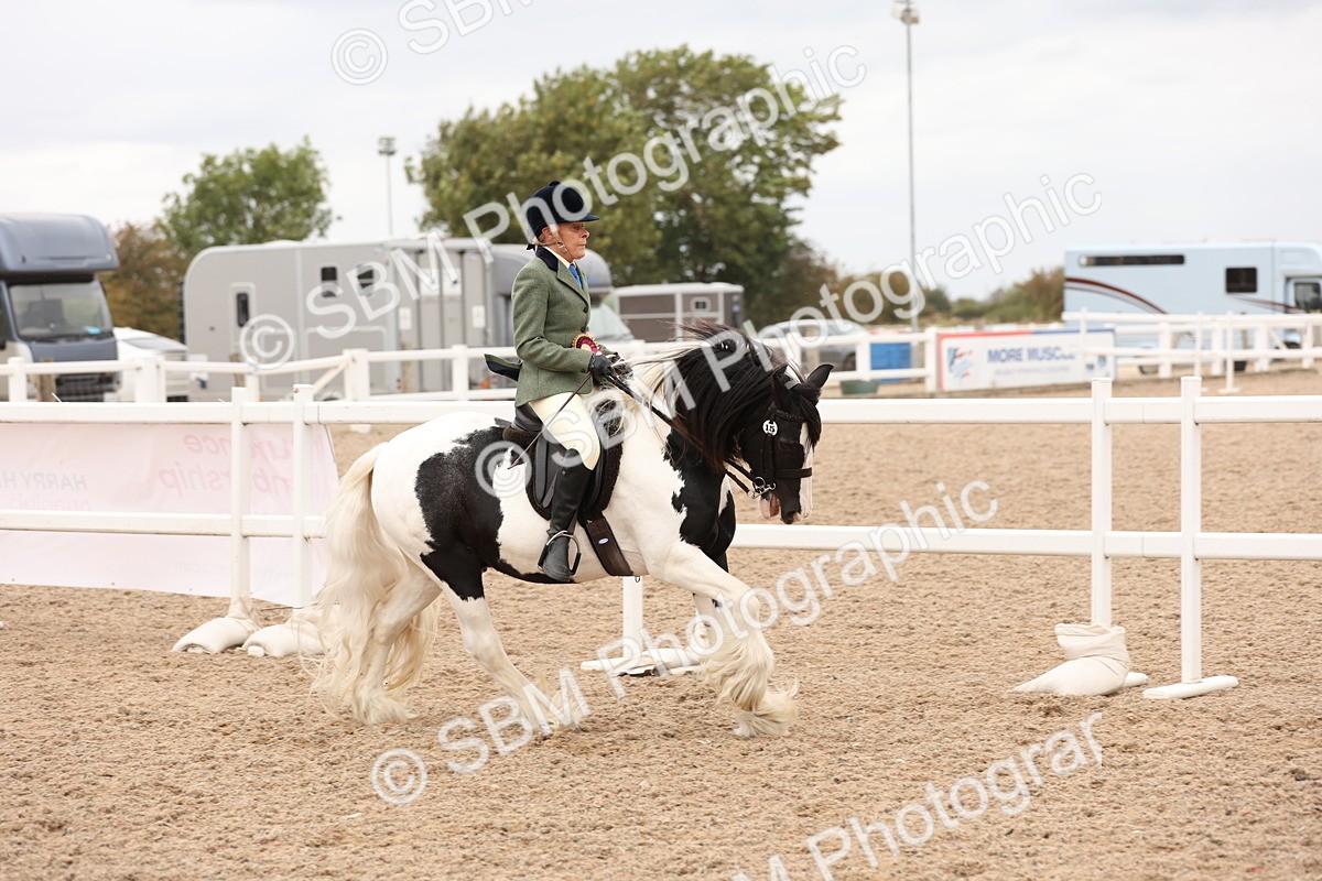 SBM_19756 - Class 216 - Ridden Traditional - Native Cob