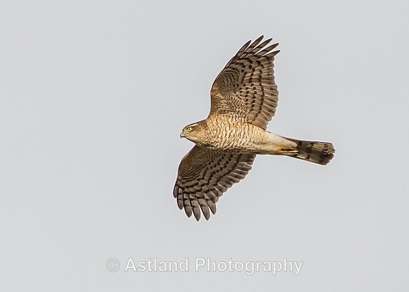Astland Photography, Bird and Wildlife Images, Susan and Peter Wilson, U.K.