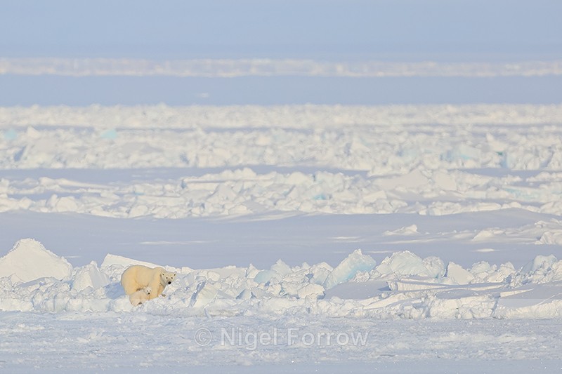 Polar Bear and cub on pack ice, Spitsbergen, Svalbard - Polar Bear