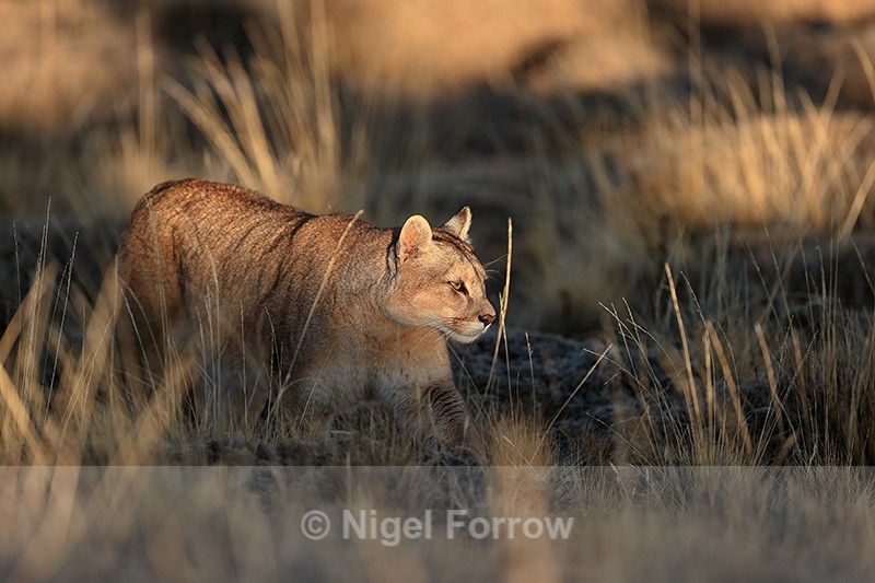 Puma moving, light and shadow, Torres del Paine, Chile - Puma