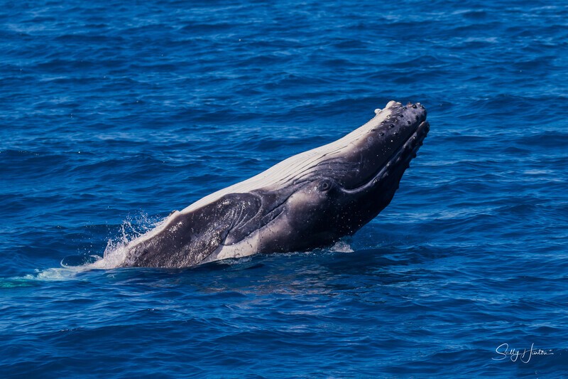 HB Calf Breach 12. 0A3A7168 - 2025 Hervey Bay Whales