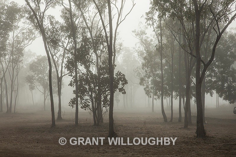 Mist through the gums at Drysdale Northern Territory - Australia