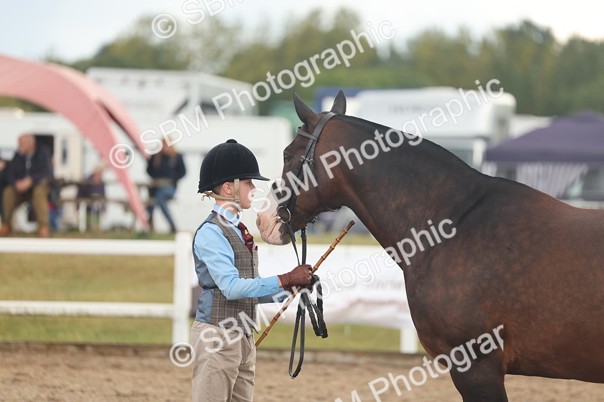 SBM_07889 - Class 28 - IH Veteran Horse