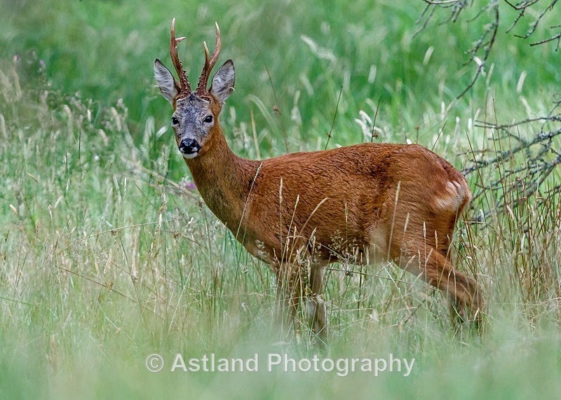 Astland Photography, Bird and Wildlife Images, Susan and Peter Wilson, U.K.