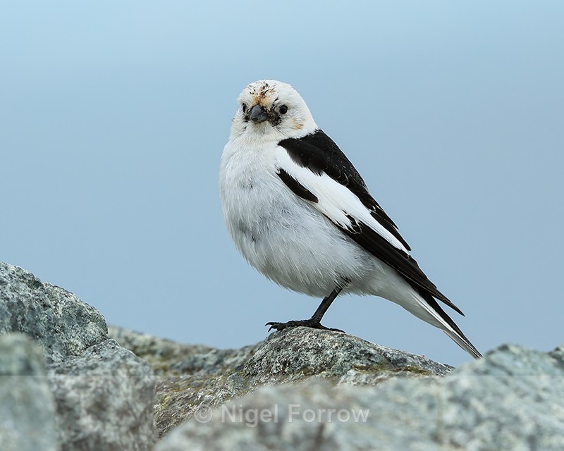 Snow Bunting standing on rock, Jokulsarlon, Iceland - Snow Bunting