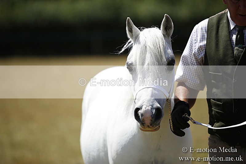 _C7A0184 - In Hand Championship BVRC Show 2018