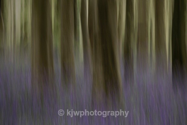 bluebells