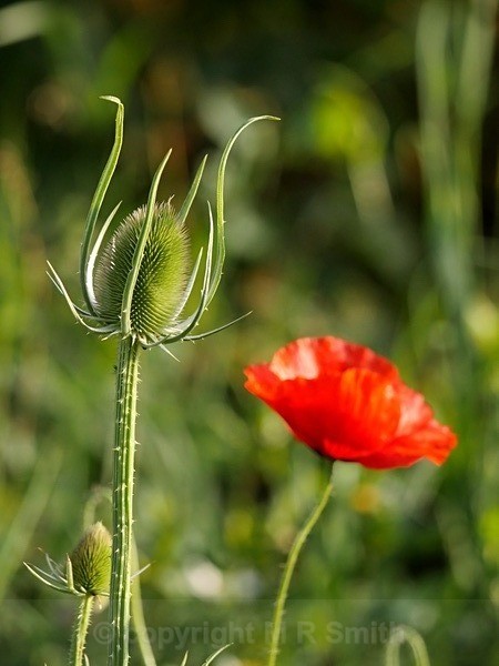 Teasel & Poppy - MACRO & CLOSE UPS