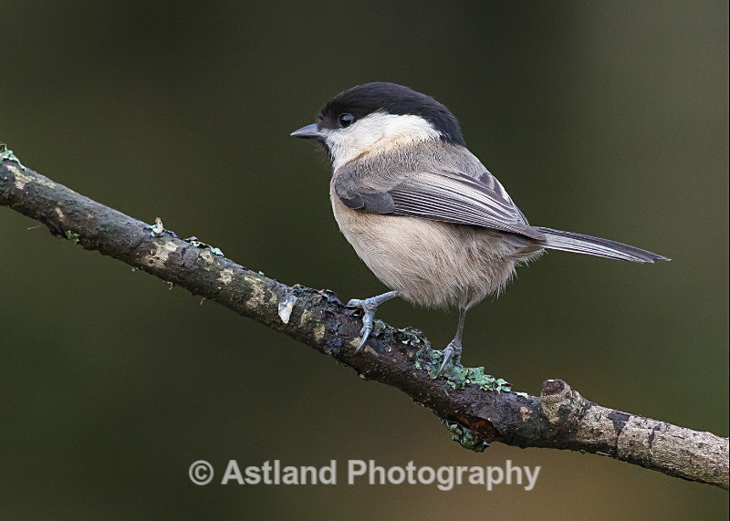 Astland Photography, Bird and Wildlife Images, Susan and Peter Wilson, U.K.