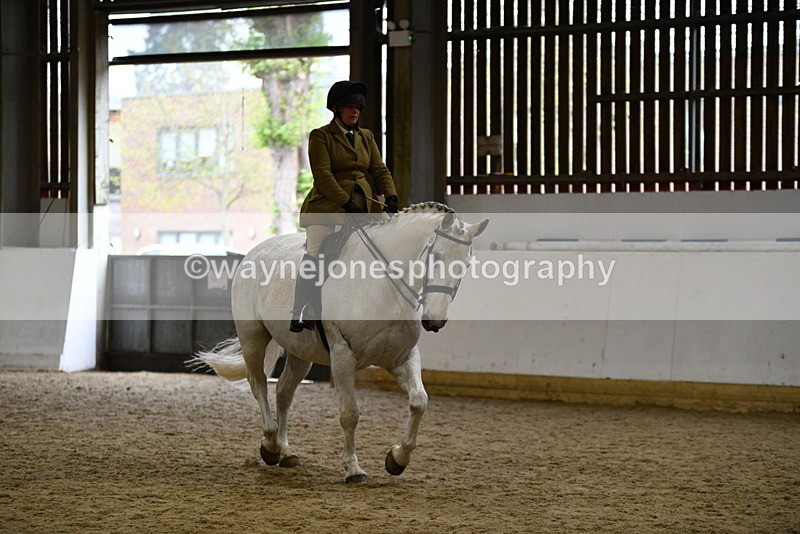 WJ5_9030 - Class 15 Ridden Show Horse