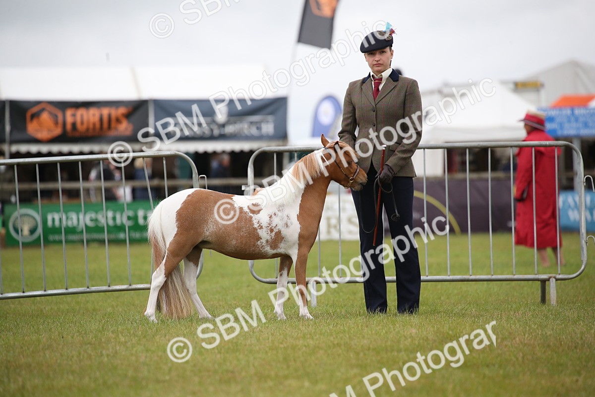 SBM_03903 - Class 23-25 - British Miniature Horse of the Year