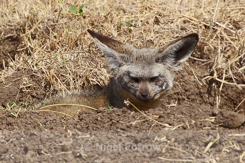 Bat-eared Fox at the entrance to it's den in the Masai Mara - Bat-eared Fox