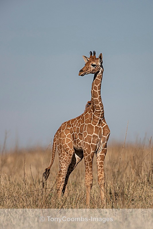 Reticulated Giraffe calf - Lewa ~ Other Mammals