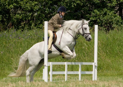 87 - Moniaive Horse Show 2008