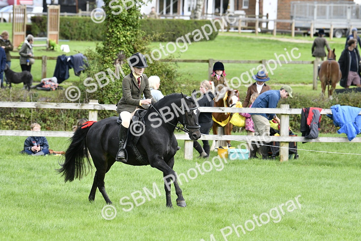 SBM_41594 - S32 - Mountain & Moorland Working Hunter Pony