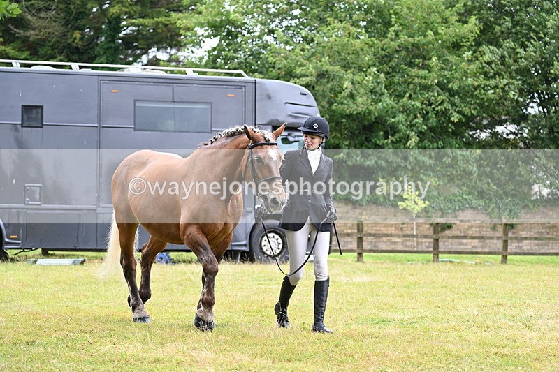 WJ7_6074 - Class 4a Prettiest Mare over 14hh