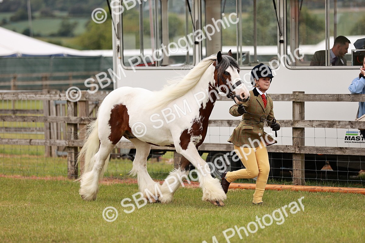 SBM_06035 - Class 39-41 TGCA In Hand and Ridden