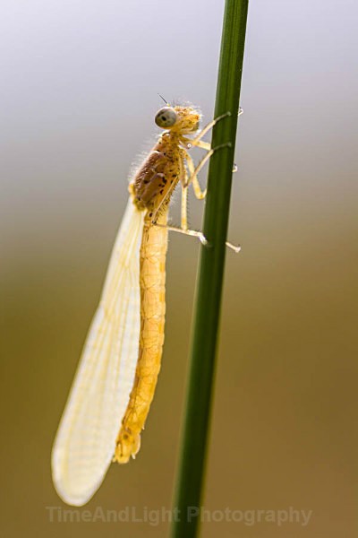Newly emerged damselfly - Dragonflies & Damselflies