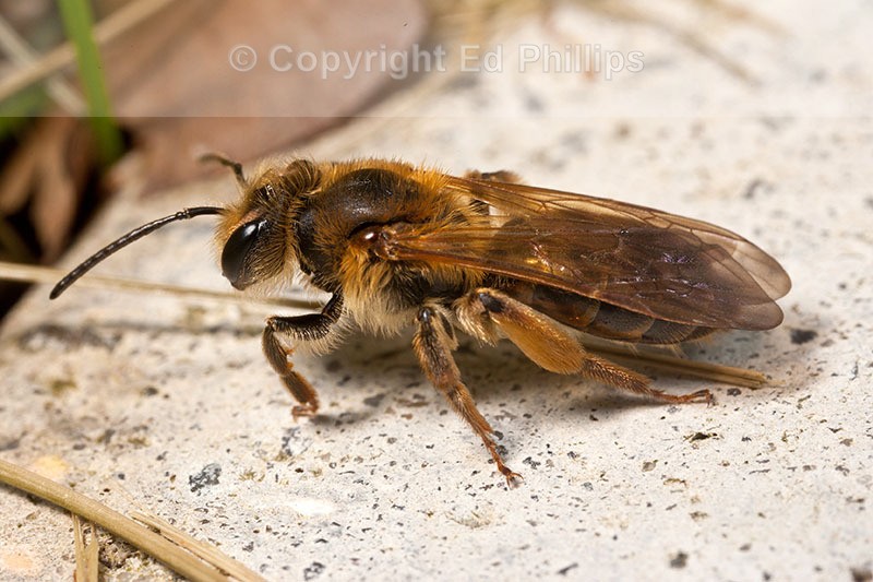 Andrena bucephala (f)