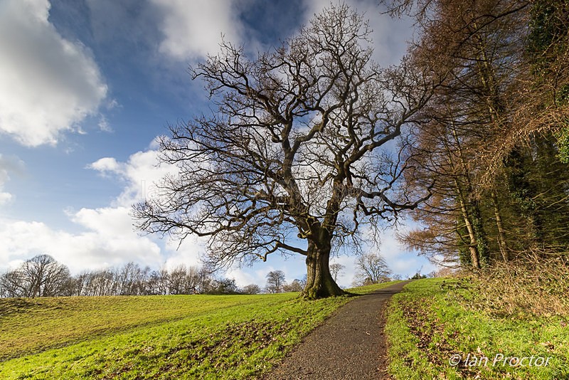 Tree on the Hill, Barnett Demesne, Belfast. - County Antrim