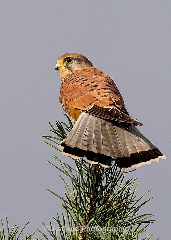 Astland Photography, Bird and Wildlife Images, Susan and Peter Wilson, U.K.