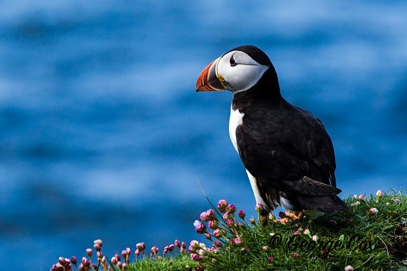 Puffin Portrait - Puffins