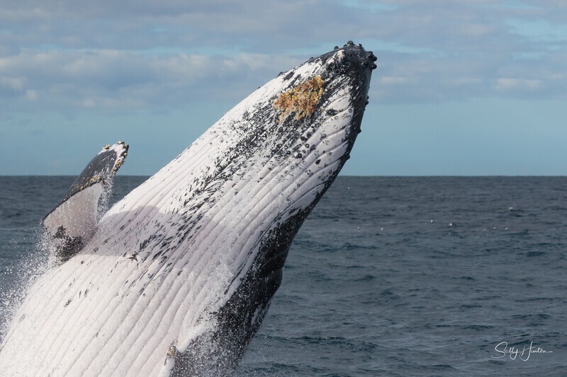 Humpback Breach close-up 1. 0A3A1193 - 2025 Whales