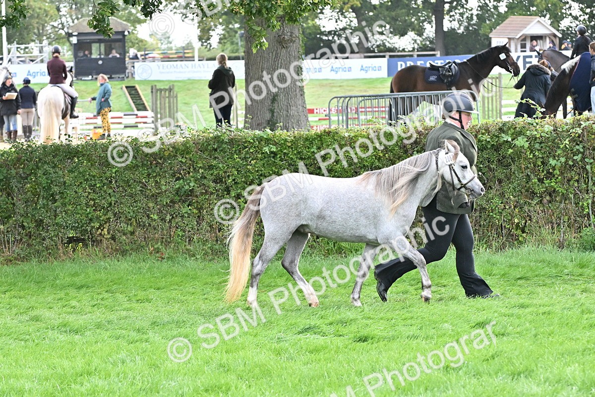 SBM_56912 - S45 - Coloured Pony In Hand