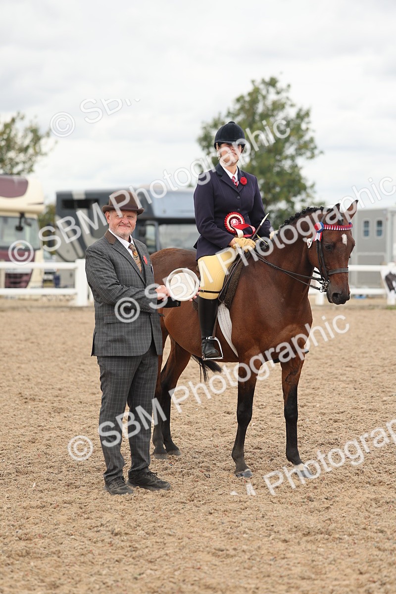 SBM_16063 - Class 311 - Ridden Show pony-Show hunter Pony