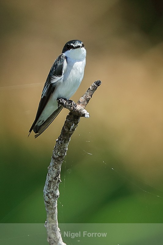 Mangrove Swallow perched, Panama - Mangrove Swallow